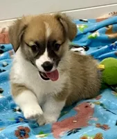 Charlie, a male Pembroke Welsh Corgi for sale in Lacey, WA – 3 of 5