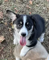Noodles, a male Pembroke Welsh Corgi for sale in Lacey, WA – 2 of 5