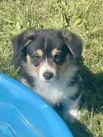 Angus, a male Pembroke Welsh Corgi for sale in Lacey, WA – 4 of 8