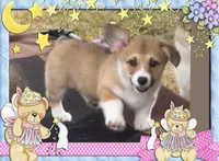 Lacey, a female Pembroke Welsh Corgi for sale in Lacey, WA – 5 of 8