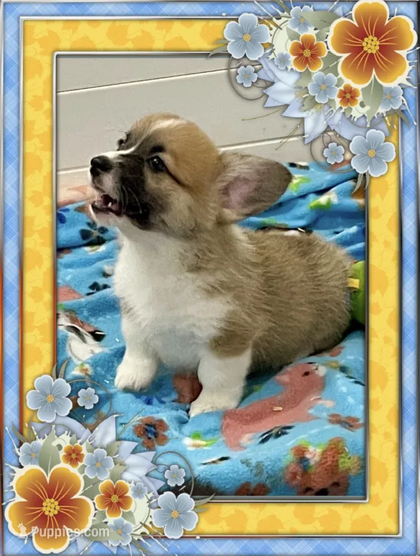 Charlie – Pembroke Welsh Corgi puppy for sale in Lacey, WA
