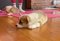 Popcorn, a female Pembroke Welsh Corgi for sale in Lacey, WA – 2 of 6
