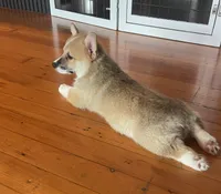Peaches, a male Pembroke Welsh Corgi for sale in Lacey, WA – 2 of 8