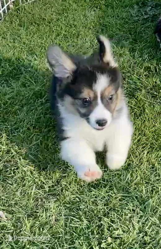 Cosmo~FLUFFY – Pembroke Welsh Corgi puppy for sale in Lacey, WA