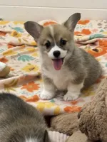 Avery, a female Pembroke Welsh Corgi for sale in Lacey, WA – 5 of 5
