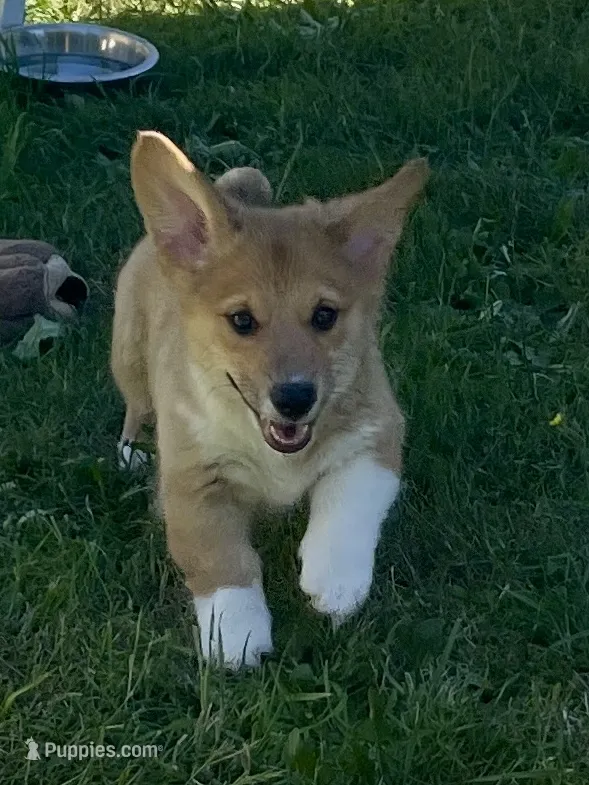 Murphy – Pembroke Welsh Corgi puppy for sale in Lacey, WA