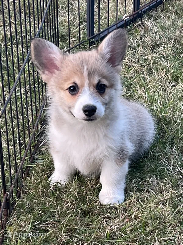 Gracie – Pembroke Welsh Corgi puppy for sale in Lacey, WA