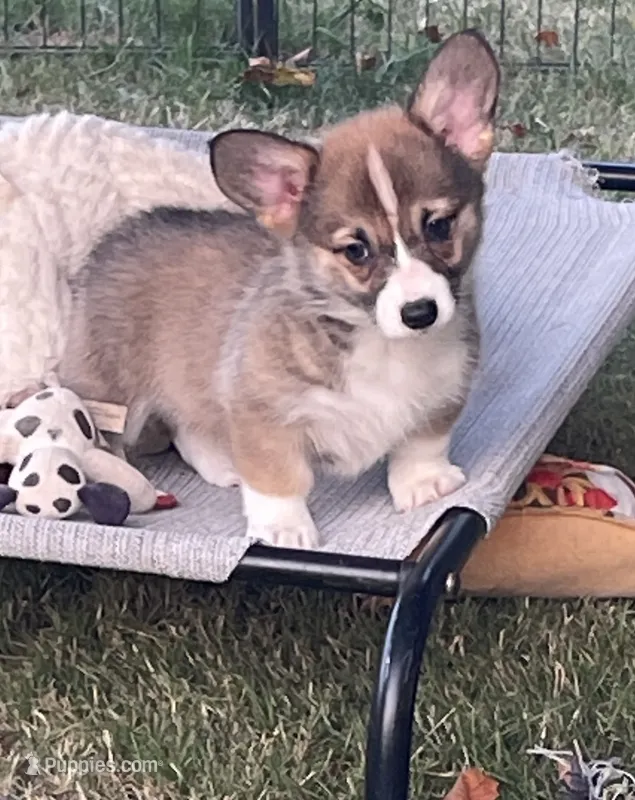 Nova – Pembroke Welsh Corgi puppy for sale in Lacey, WA