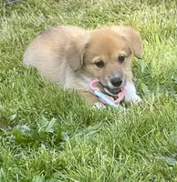 Murphy, a female Pembroke Welsh Corgi for sale in Lacey, WA – 4 of 8