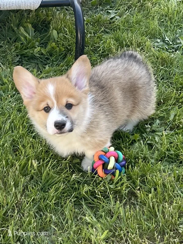 Gunner – Pembroke Welsh Corgi puppy on hold in Lacey, WA