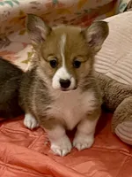 Stella, a female Pembroke Welsh Corgi for sale in Lacey, WA – 4 of 4