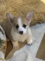 Payday, a male Pembroke Welsh Corgi for sale in Lacey, WA – Photo 5 of 10