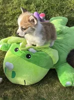 Payday, a male Pembroke Welsh Corgi for sale in Lacey, WA – Photo 5 of 5