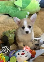 Payday, a male Pembroke Welsh Corgi for sale in Lacey, WA – Photo 4 of 10