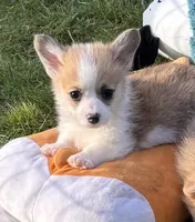 Payday, a male Pembroke Welsh Corgi for sale in Lacey, WA – Photo 2 of 5