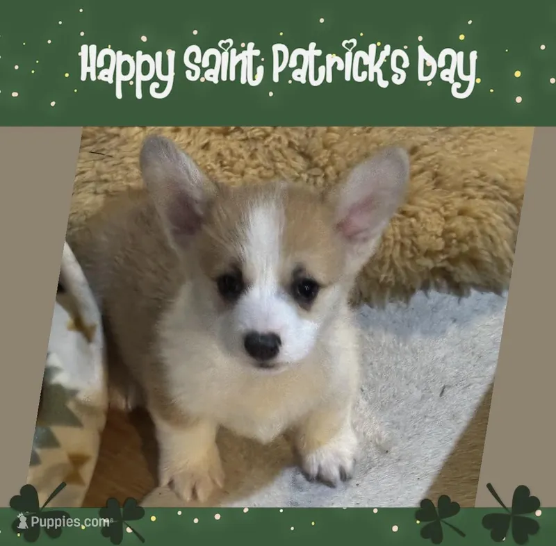 Payday – Pembroke Welsh Corgi puppy for sale in Lacey, WA