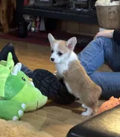 Payday, a male Pembroke Welsh Corgi for sale in Lacey, WA – Photo 7 of 10