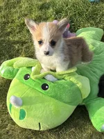 Payday, a male Pembroke Welsh Corgi for sale in Lacey, WA – Photo 4 of 5
