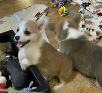 Payday, a male Pembroke Welsh Corgi for sale in Lacey, WA – Photo 9 of 10