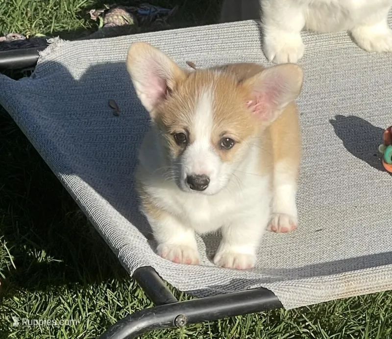 Payday – Pembroke Welsh Corgi puppy for sale in Lacey, WA