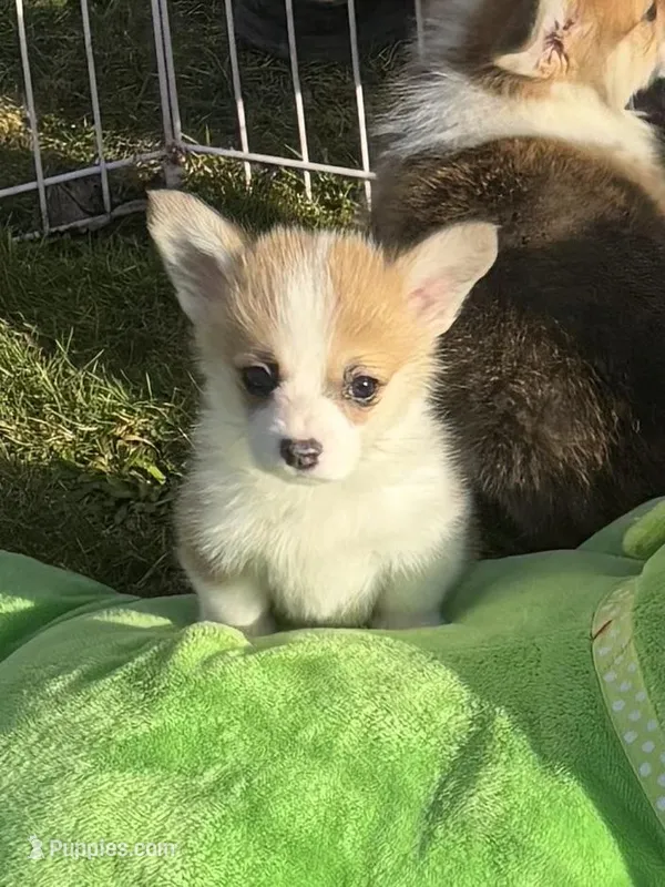 Payday, a male Pembroke Welsh Corgi for sale in Lacey, WA – Photo 1 of 5