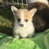 Payday, a male Pembroke Welsh Corgi for sale in Lacey, WA – Photo 10 of 10