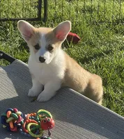 Payday, a male Pembroke Welsh Corgi for sale in Lacey, WA – Photo 3 of 10