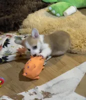 Payday, a male Pembroke Welsh Corgi for sale in Lacey, WA – Photo 8 of 10