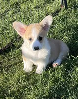 Payday, a male Pembroke Welsh Corgi for sale in Lacey, WA – Photo 2 of 10