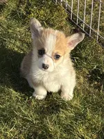 Payday, a male Pembroke Welsh Corgi for sale in Lacey, WA – Photo 3 of 5