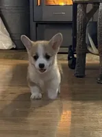 Payday, a male Pembroke Welsh Corgi for sale in Lacey, WA – Photo 6 of 10