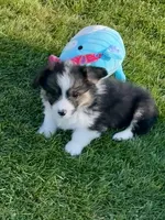 Cosmo~FLUFFY, a male Pembroke Welsh Corgi for sale in Lacey, WA – 6 of 7