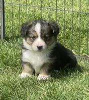 Remy, a male Pembroke Welsh Corgi for sale in Lacey, WA – Photo 4 of 6