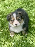 Remy, a male Pembroke Welsh Corgi for sale in Lacey, WA – Photo 5 of 6