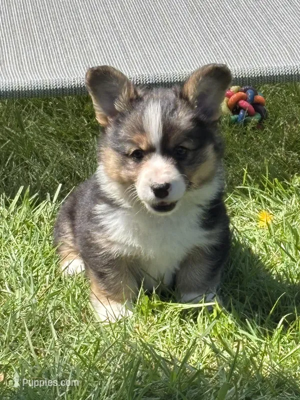 Remy – Pembroke Welsh Corgi puppy for sale in Lacey, WA