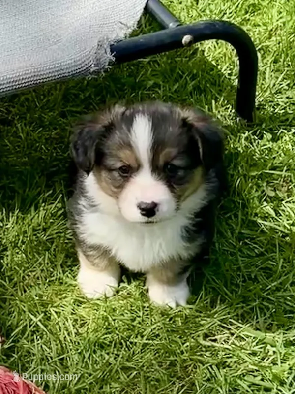 Remy – Pembroke Welsh Corgi puppy for sale in Lacey, WA