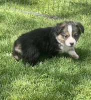 Remy, a male Pembroke Welsh Corgi for sale in Lacey, WA – Photo 6 of 6
