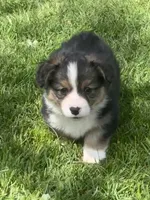 Remy, a male Pembroke Welsh Corgi for sale in Lacey, WA – Photo 2 of 6