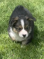 Remy, a male Pembroke Welsh Corgi for sale in Lacey, WA – Photo 3 of 6