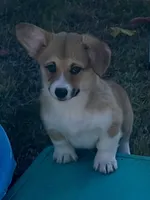 Lacey, a female Pembroke Welsh Corgi for sale in Lacey, WA – 7 of 8