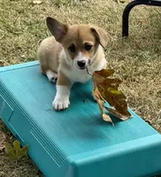 Lacey, a female Pembroke Welsh Corgi for sale in Lacey, WA – 8 of 8