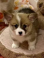 Ellie, a female Pembroke Welsh Corgi for sale in Lacey, WA – 2 of 5