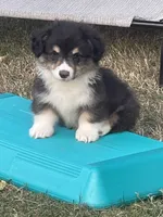 Bernard- FLUFFY, a male Pembroke Welsh Corgi for sale in Lacey, WA – 7 of 7