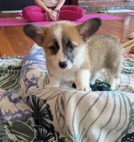 Pickles, a female Pembroke Welsh Corgi for sale in Lacey, WA – 3 of 4