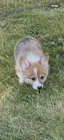 Gunner, a male Pembroke Welsh Corgi for sale in Lacey, WA – 4 of 9