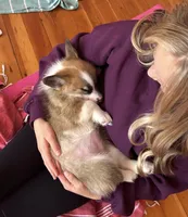 Pickles, a female Pembroke Welsh Corgi for sale in Lacey, WA – 4 of 4