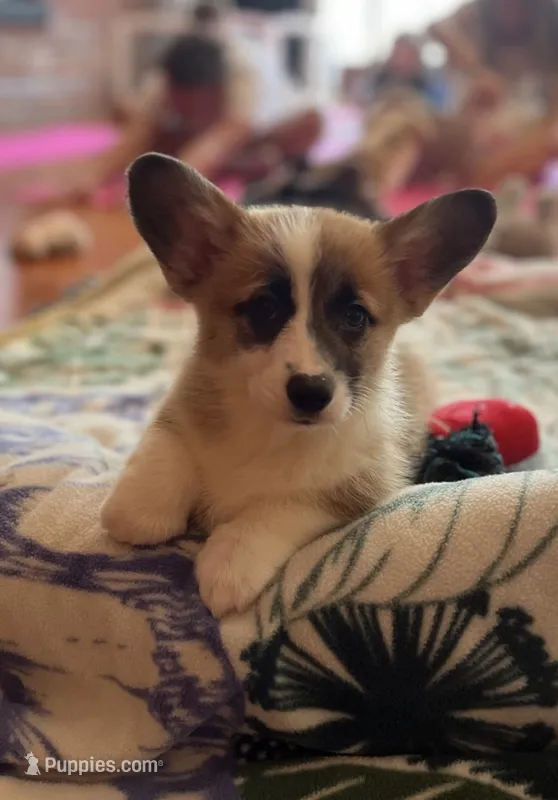 Pickles – Pembroke Welsh Corgi puppy for sale in Lacey, WA