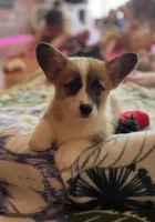 Pickles, a female Pembroke Welsh Corgi for sale in Lacey, WA – 1 of 4