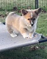 Peaches, a male Pembroke Welsh Corgi for sale in Lacey, WA – 4 of 8