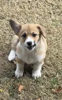 Lacey, a female Pembroke Welsh Corgi for sale in Lacey, WA – 6 of 8